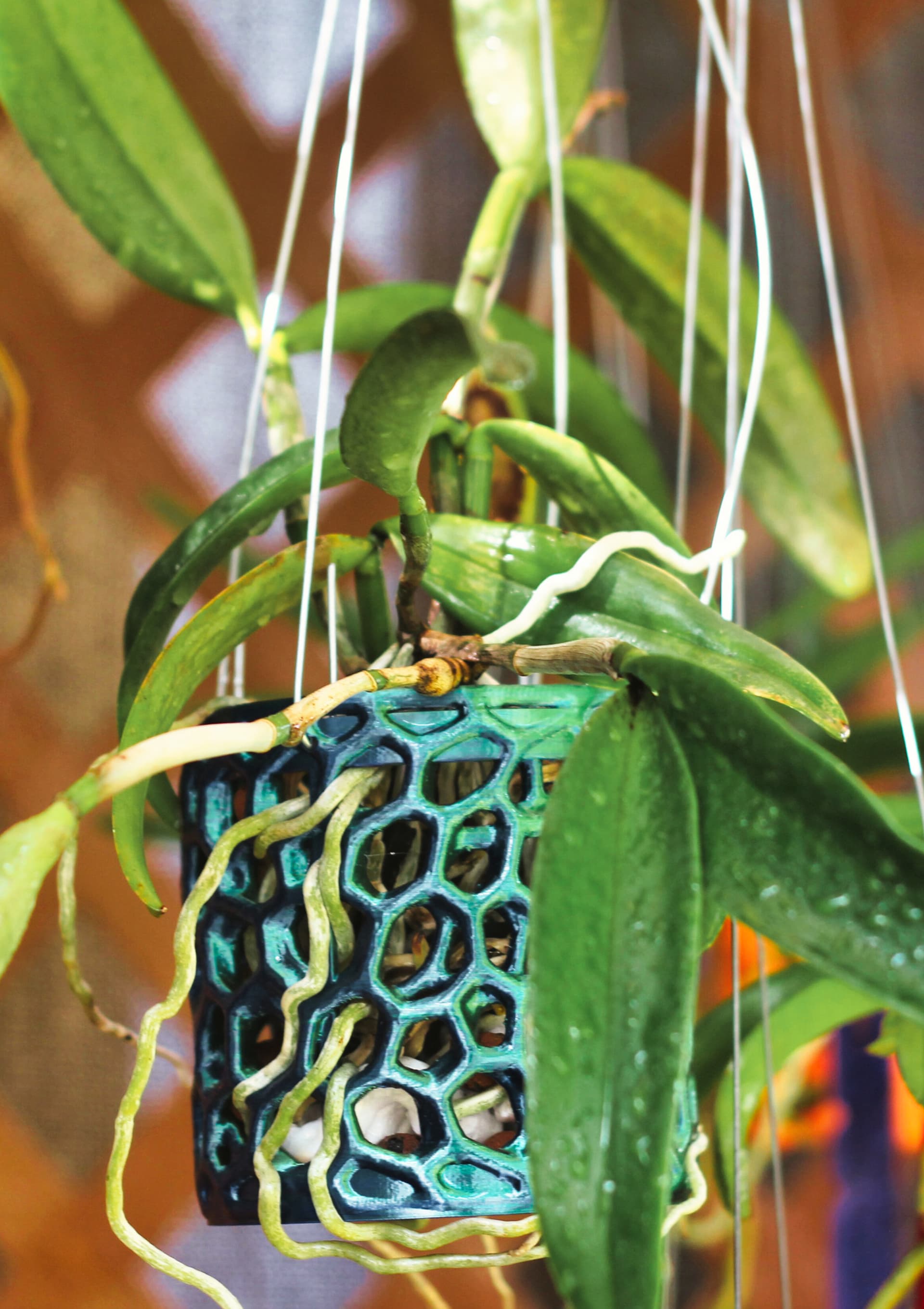 Orchid pot with white orchid and green leaves, on white background.