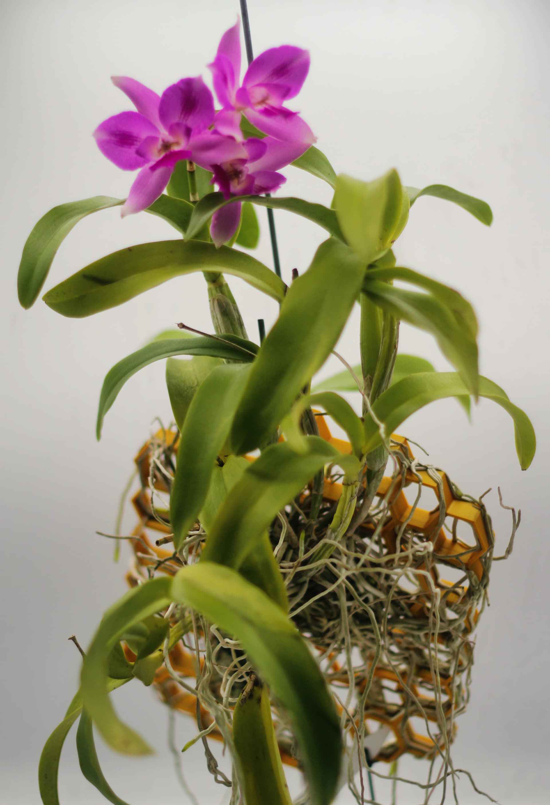 Orchid pot with white orchid and green leaves, on white background.