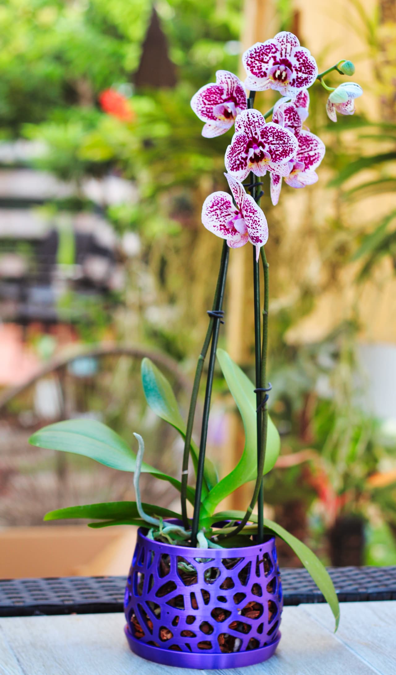 Orchid pot with white orchid and green leaves, on white background.