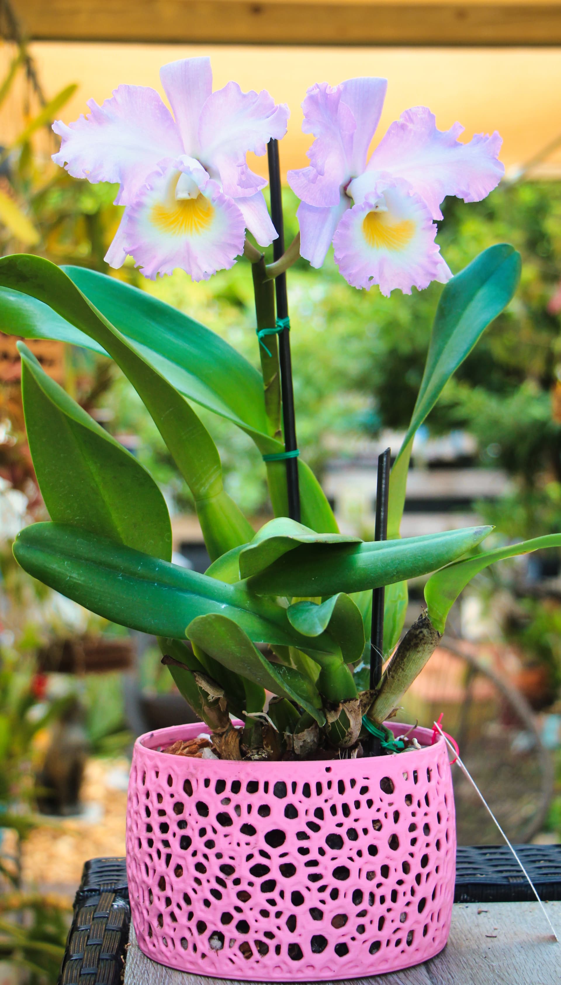 Orchid pot with white orchid and green leaves, on white background.