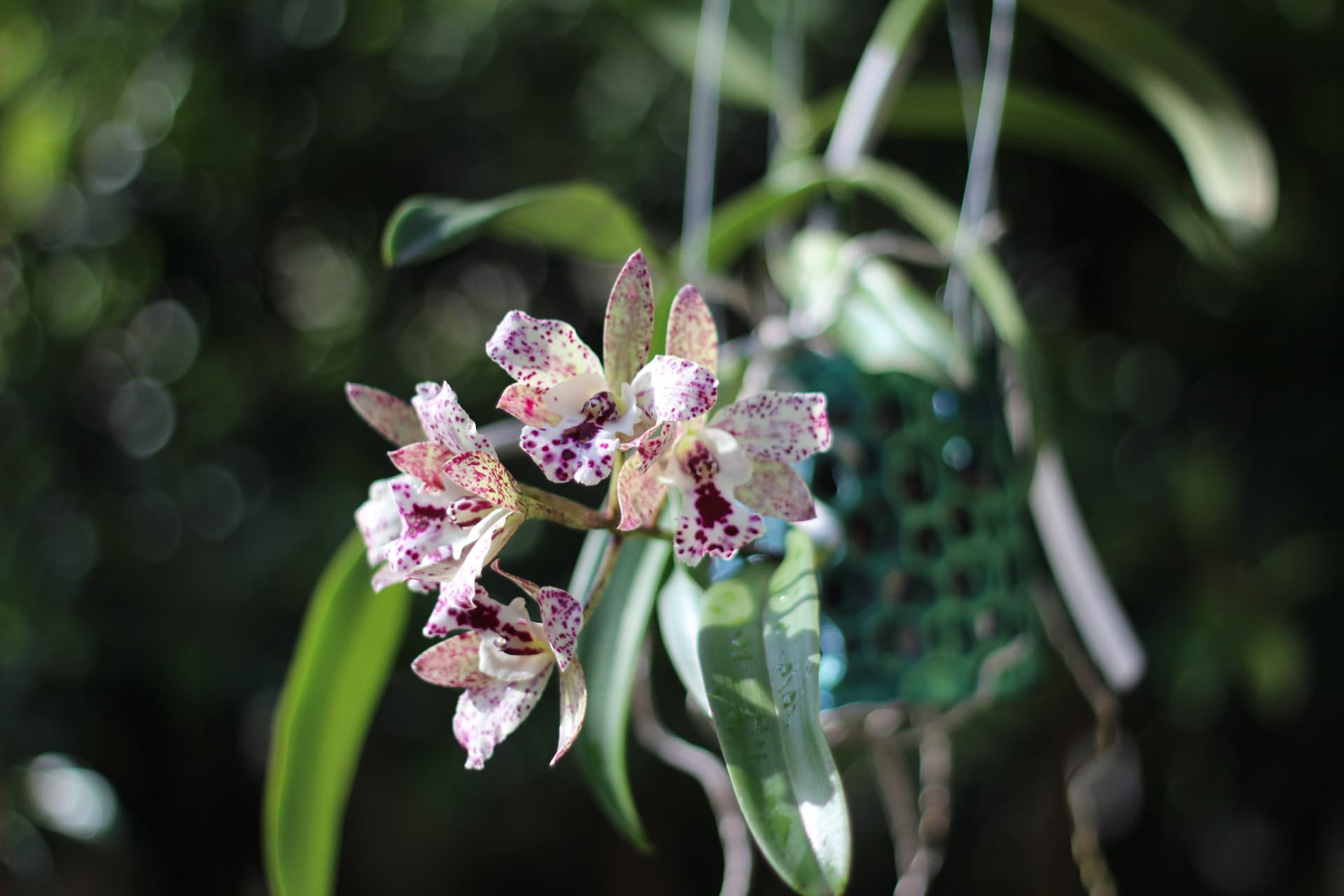 Orchids 365 pot